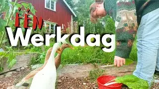 Een REALISTISCHE werkdag | MICROFARM IN ZWEDEN