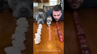 Dog vs mouse speed eating
