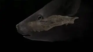 Rise of the Mammals I Prologue I NOVA I PBS