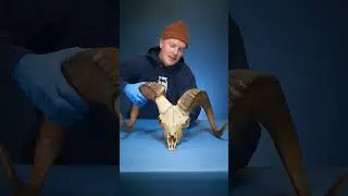 Magic cow scale #animals #sculpture
