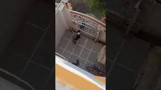●●Funny video of buddy Like and share #street dog buddy.●●#Funny #trending