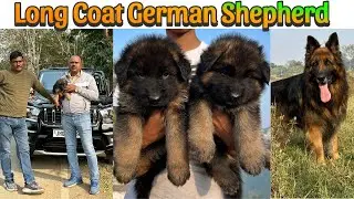 Long Coat German Shepherd Puppy 🐶 | 7903135882 ☎️ Cute & Intelligent  | Full Video || Ranchi #gsd