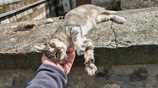 Incredibly cute and very friendly street cat.