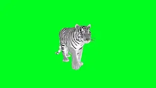 White Tiger Green Screen Animation [HD]