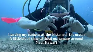 Ocean's POV Into the Blue