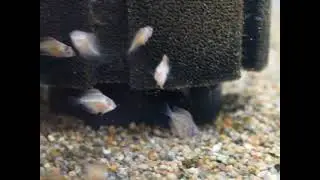 Golden pigeon discus fry 3 weeks old