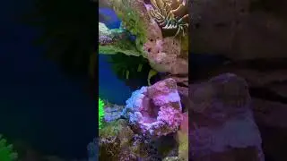 My aggressive Maroon Clown Fish! #maroon #clownfish #nemo #aquarius #aqurium #reef #reeftank