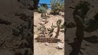 Boxing Glove cactus Arizona USA