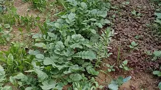Aaj Mere Bageche Se Muli, Khesari Aur Dhaniya Ki Harvesting 🌿 | Fresh Organic Vegetables Live