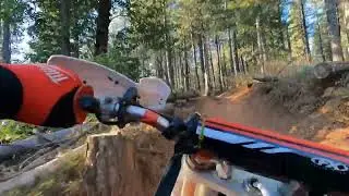 Sugar pine halfway through trail #1 pov