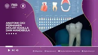Anatomi Gigi Permanen Molar Maxilla dan Mandibula