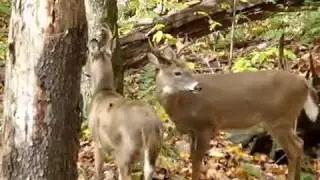 Brotherly Love - TWO WHITETAIL BUCKS GROOMING EACH OTHER