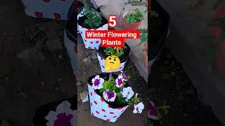 5 Winter Flowering Plants 🤔😍💕🪴 #plants #flowers #garden #terracegardenindia #gardeningideas