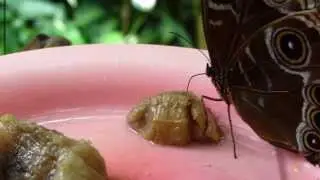Eating Butterfly