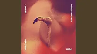 Flamingo Nights