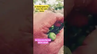 Dumer fal@jaributti🪴short video#funy musics@yt Rimix video