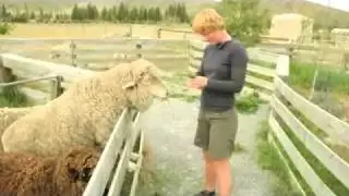 Merino Schaf F&uuml;tterung