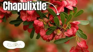 &iexcl;El &Aacute;rbol que Sobrevive en Cualquier Lugar! - Chaparro Prieto, Ocotillo, Jarilla o Chapulixtle