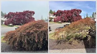 Acer palmatum dissectum &lsquo;Ornatum&rsquo; pruned in the early fall - Before and After - Japanese Maple 🍁 