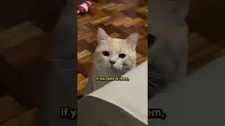 How Do Cats Apologize? 😿🙏