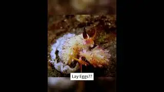 Eggs Stealer? or It's their own Eggs?  #divingtime #underwaterdiving #ocean #underwater