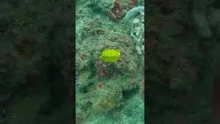 Quest for the Yellow Boxfish #scubadiving #bali #adventure #gopro #funny