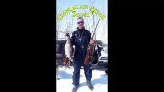 Охота на гусей. Только выстрелы. Goose hunting. Just shots. Хороший налет - выстрел. #goosehunting