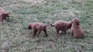 Щенки кавапу на продажу