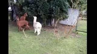 scratching alpacas
