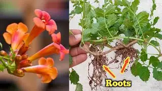 How to Propagate Trumpet Vine / Orange Trumpet Vine / Tecoma Vine from cutting .