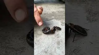 Это клоп-хищник, одно из самых смертоносных насекомых, которых вы только можете увидеть! 🦂🌍