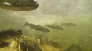 Stocking Middle Quartz with the Pitkin Fish Hatchery!