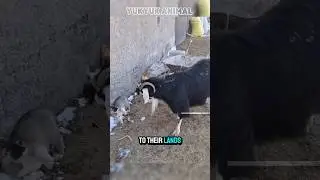 Unbelievable! Why Did This Sheep Flock Attack a Playful Kangao Puppy? #animals