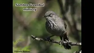 Chestnut-vented Warbler singing and mimicking