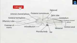 how to draw frog brain diagram | how to draw diagram brain of frog