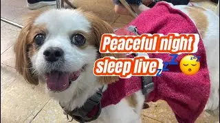 Peaceful night sleep live😴💤