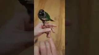 More quick tricks with Pebbles