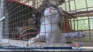 Ohio no-kill shelter takes in surviving Dothan cats