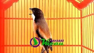 SUARA KICAUAN CENDET TERBARU 2020
