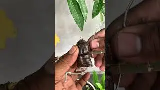 air layering technique 🌳 #bonsai #bonsaitree #fblifestyle.