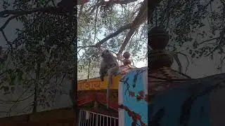Monkeys in Rishikesh. #india #rishikesh #monkey #animals #uttarakhand