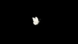 White butterfly black background | Butterfly black screen overlay
