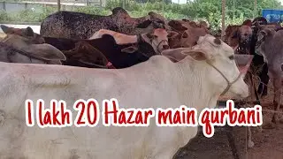❤️Bismillah dairy form k Mal |1 lakh 20 Hazar main qurbani😍😊| session 2024