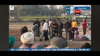 Final race [Shaan vs Tom cruise ] Indian greyhond derby  punjab #greyhound #doglover #youtube