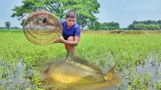 Wow!Amazing Polo Fish Trap 2023~ Smart Little Boy hunting Fish With Polo From Village Bill #fishing