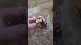 Древний разжигатель огня из грибов работает и сегодня!