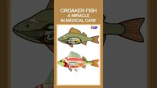 Croaker fish a sensation in the medical community| Fishery News