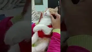 &ldquo;Rio ki beard aa gayi&hellip; aur bhai full young ho gaya 😎🐾