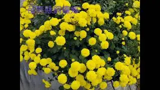 苗栗銅鑼 2022年11月11日 Tongluo Township, Miaoli County, Taiwan  2022.11.11
