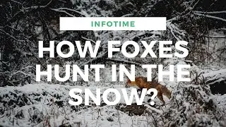 how foxes hunt in the snow - video about foxes - foxes hunting in snow - Infotime